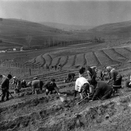 minerva_1988_agrar_c1r4_014