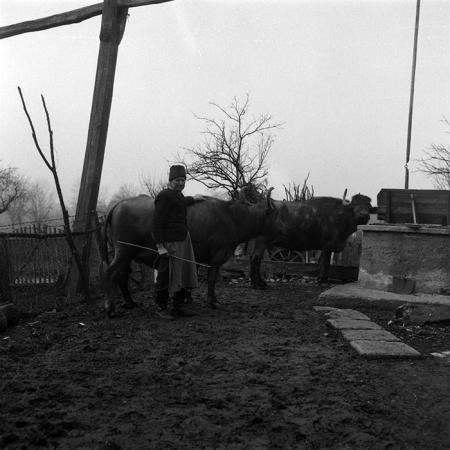 minerva_1988_agrar_c4r2_007