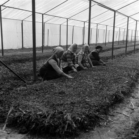 minerva_1988_agrar_c4r3_015