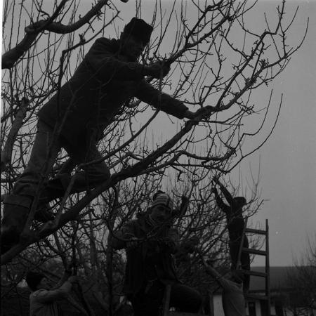 minerva_1988_agrar_c5r2_004