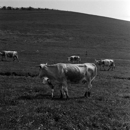 minerva_1988_agrar_c6r1_009