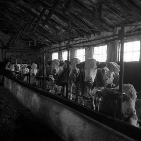 minerva_1988_agrar_c6r5_014