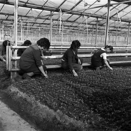 minerva_1988_agrar_c7r1_004