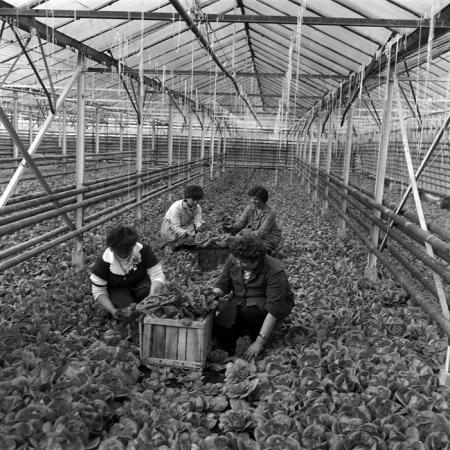 minerva_1988_agrar_c7r3_010