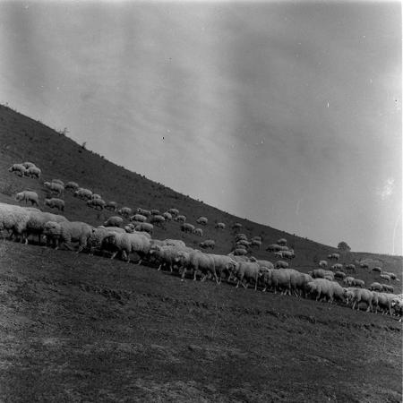 minerva_1988_agrar_c7r4_013