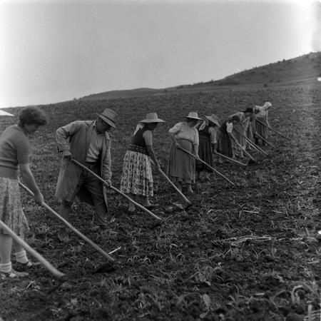 minerva_1988_agrar_c7r5_005