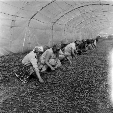 minerva_1988_agrar_c7r5_013