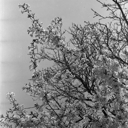 minerva_1988_invatamant_cultura_arta_diverse_c5r3_004