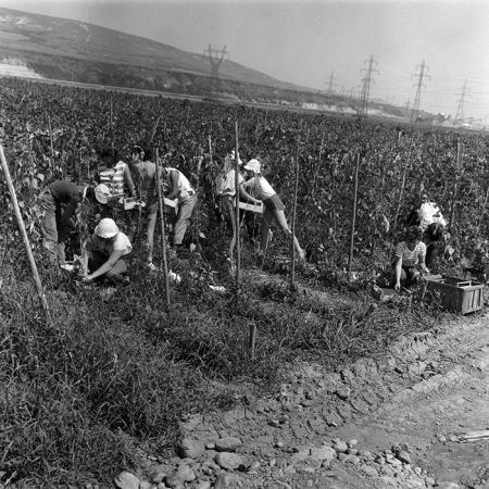 minerva_Agrar_c1_c2r2_007