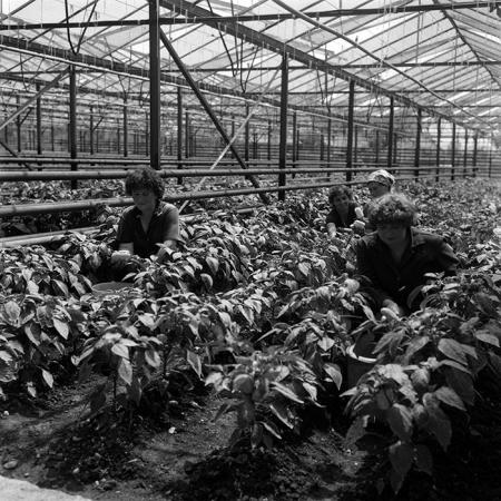 minerva_Agrar_c1_c3r4_009