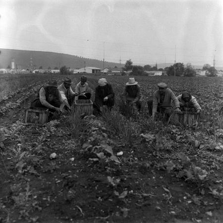 minerva_Agrar_c1_c3r5_001