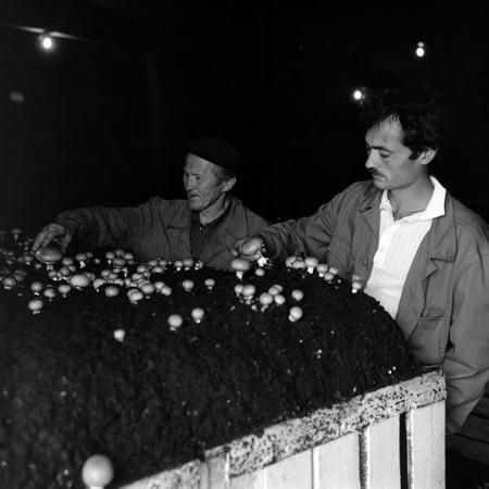 minerva_Agrar_c1_c5r3_005