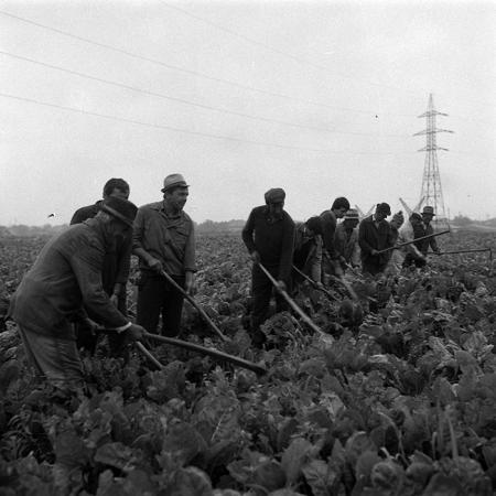 minerva_Agrar_c1_c5r4_002