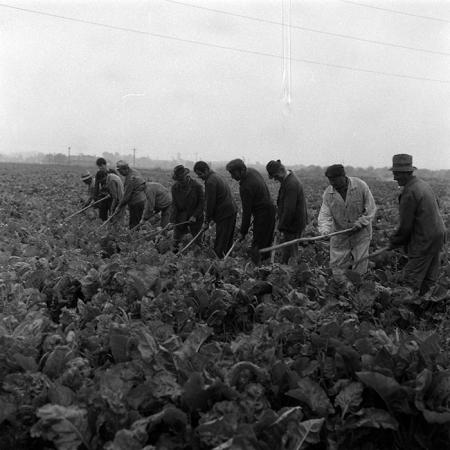 minerva_Agrar_c1_c5r4_003