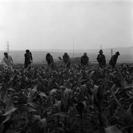 minerva_Agrar_c1_c5r4_006