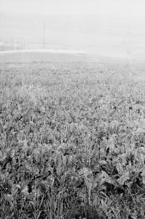 minerva_Agrar_c1_c5r5_036