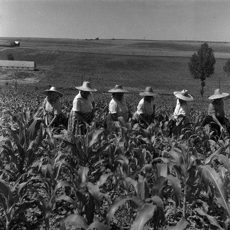 minerva_Agrar_c1_c6r3_006