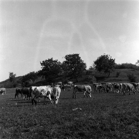 minerva_Agrar_c1_c6r5_053