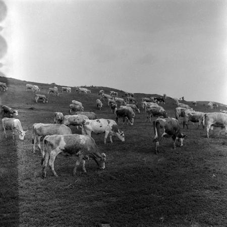 minerva_Agrar_c1_c7r4_012