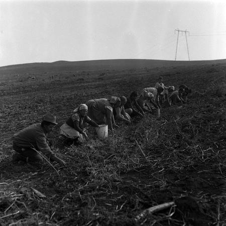 minerva_Agrar_c1_c9r3_009