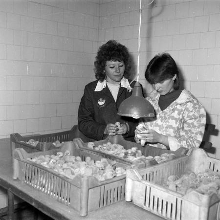 minerva_Constructii_c5r4_004