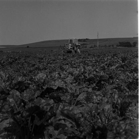 minerva_agricultura_1_c10r5_006