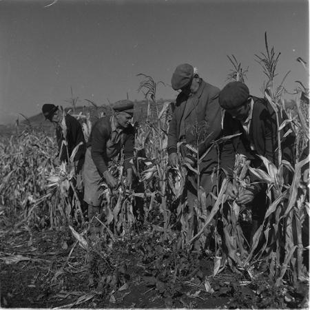 minerva_agricultura_1_c1r2_001