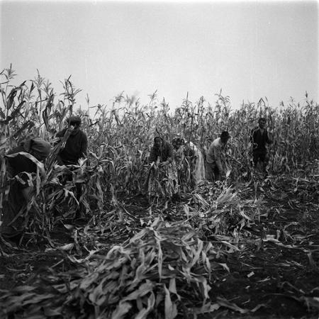 minerva_agricultura_1_c1r4_005