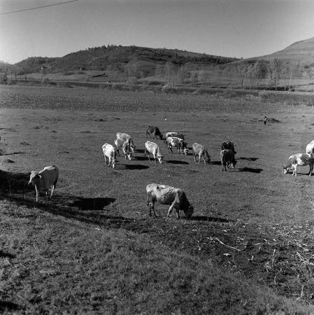 minerva_agricultura_1_c2r4_011