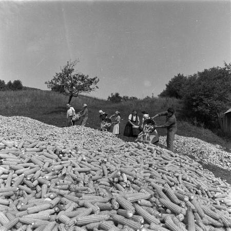 minerva_agricultura_1_c3r1_024