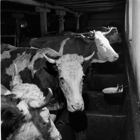 minerva_agricultura_1_c6r3_007