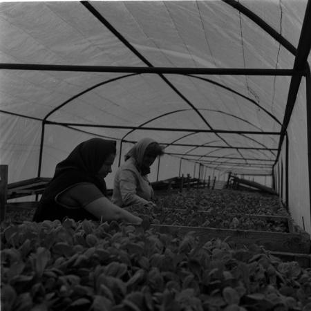 minerva_agricultura_1_c6r4_004