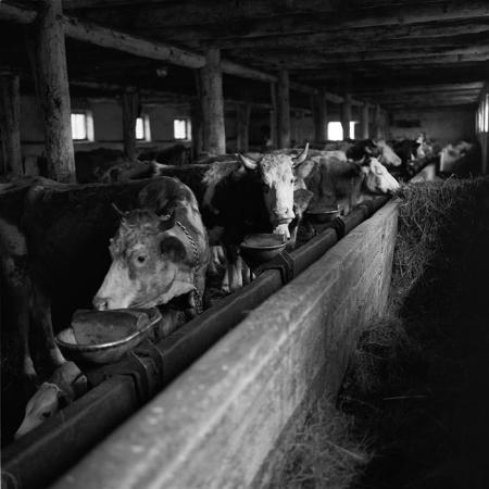 minerva_agricultura_1_c6r5_011