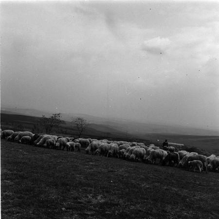 minerva_agricultura_1_c7r2_011