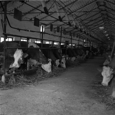 minerva_agricultura_1_c7r4_010