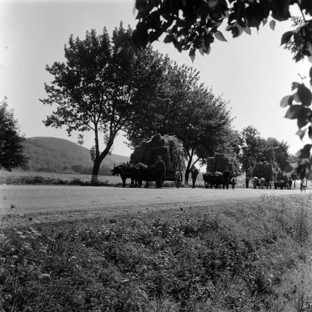 minerva_agricultura_1_c8r5_006