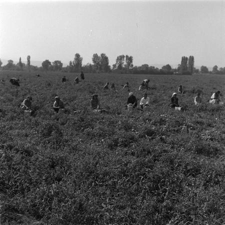 minerva_agricultura_1_c9r3_005