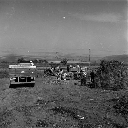 minerva_agricultura_1_c9r5_013