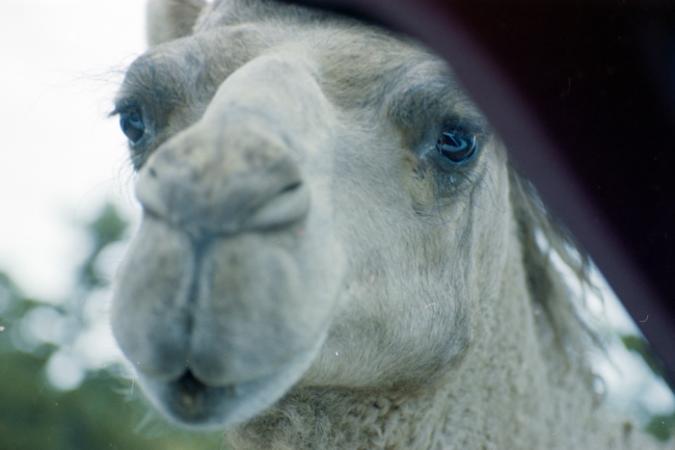 minerva_deak_f_C4_s2_127_great_adventure_boston_015