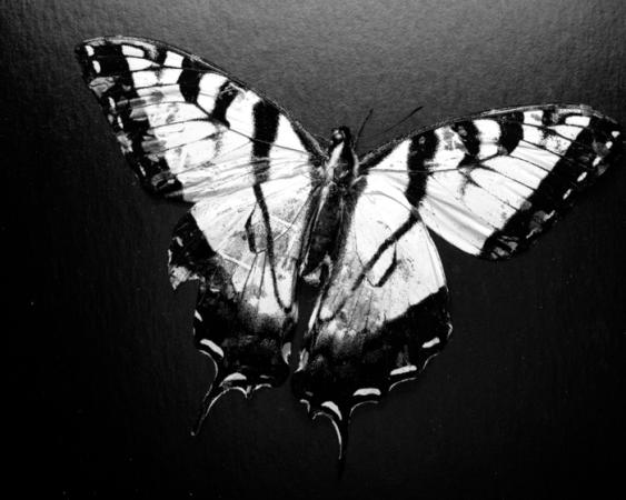 minerva_deak_f_c13_472_002