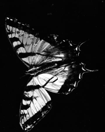 minerva_deak_f_c13_474-0002