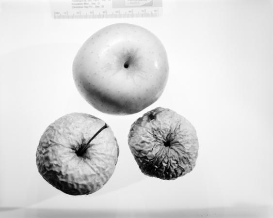 minerva_deak_f_c16_605-001