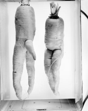 minerva_deak_f_c18-012