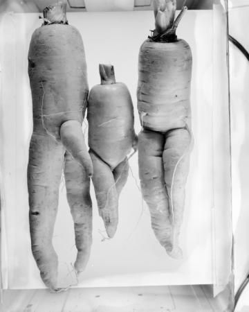 minerva_deak_f_c18-014