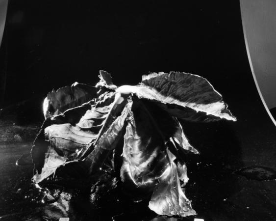 minerva_deak_f_c18-022