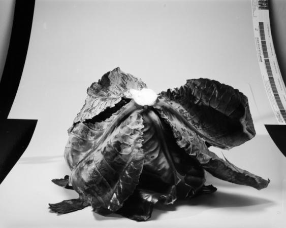 minerva_deak_f_c18-023