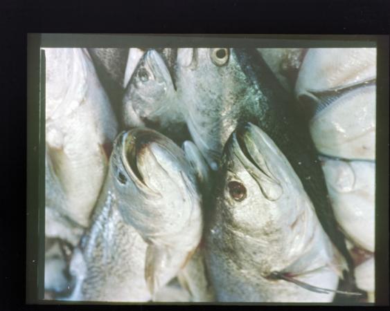 minerva_deak_f_c18-051