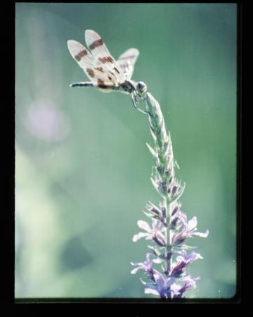 minerva_deak_f_c18-060