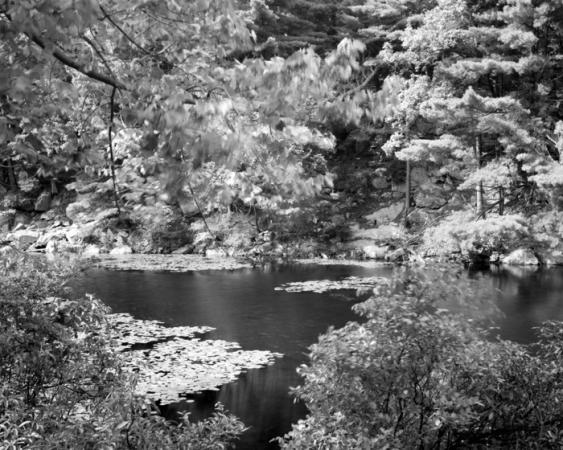 minerva_deak_f_c19-093