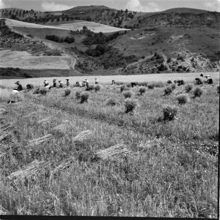 minerva_deak_f_c1_agrar-009